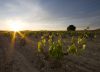El Espíritu Ribera del Duero se afianza en el mercado colombiano