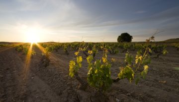 El Espíritu Ribera del Duero se afianza en el mercado colombiano