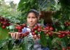 Día Internacional del Café, buen momento para destacar su comportamiento en el mercado 
