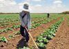 “El agro, pilar del posconflicto”: EE.UU.