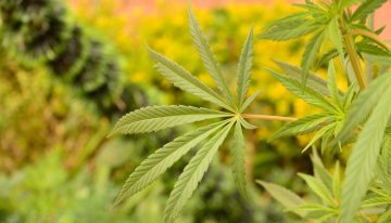 Investigación colombiana con cannabis medicinal recibe apoyo internacional