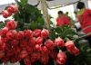 El 74% de las flores de San Valentín serán colombianas