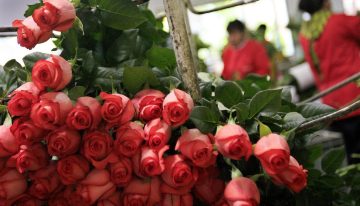 El 74% de las flores de San Valentín serán colombianas