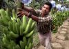 Colombia aumentó en 3.8% el área de cultivos de banano