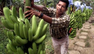 Colombia aumentó en 3.8% el área de cultivos de banano