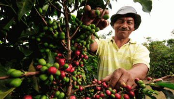 Año de grandes desafíos para el sector cafetero