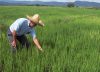Arroceros piden al gobierno alternativas para salvaguardar la crisis