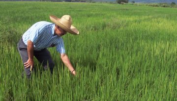 SAC rechaza importación de arroz desde Ecuador