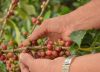 Ligero aumento de la producción de café en 2019