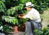 Gobierno lanza programa para ayudar a cafeteros