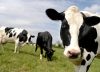 Innovación para producción ganadera en el país