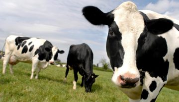 Innovación para producción ganadera en el país