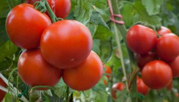 Tomate infló el precio de los alimentos en abril