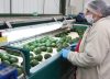 Aguacate Hass llegará a Japón