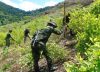Por recomposición del narcotráfico aumentaron cultivos de coca en Colombia