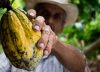 De la coca al cacao