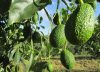 Productores de Cauca exportarán 19.000 kilos de aguacate Hass a Estados Unidos