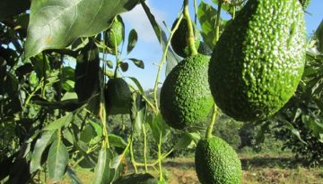 Productores de Cauca exportarán 19.000 kilos de aguacate Hass a Estados Unidos