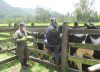 MinAgricultura pide a ganaderos que vacunen sus reses