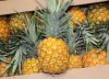 Productos agropecuarios colombianos están llegando a las mesas de todo el mundo