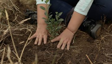 Siembra de 1.000 arboles busca reducir el impacto de la huella de carbono