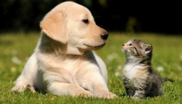 Aromaterapia en mascotas alivia dolores físicos y emocionales