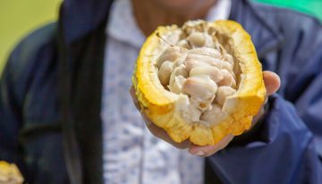 Gobierno de Canadá fomentará la siembra de 3.300 hectáreas de cacao en el país