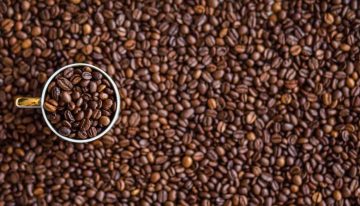 Renovación de cafetales, clave para transformar al sector