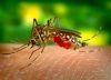 Casos de dengue crecen en Latinoamérica