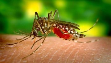 Emergencia de dengue en el Valle prende las alertas sanitarias