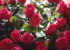 Temporada de San Valentín generará 18.000 empleos nuevos