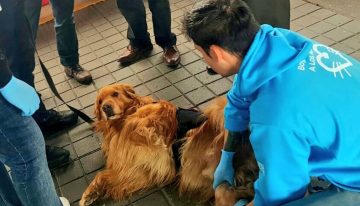 Denuncian graves condiciones de los perros antiexplosivos de Transmilenio