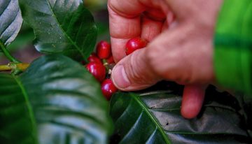En marcha Fondo de Estabilización de Precios del Café
