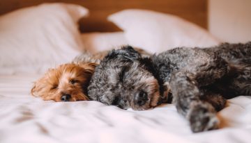 Cuatro actividades para hacer con su mascota durante el aislamiento