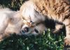 Las mascotas no son portadoras ni transmisoras de coronavirus