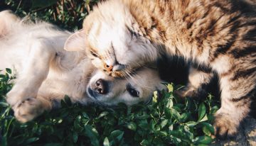 Las mascotas no son portadoras ni transmisoras de coronavirus