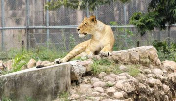 Animales de zoológicos están en riesgo por falta de alimentos