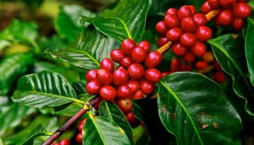 Así se preparan los cafeteros para evitar contagio del Covid-19