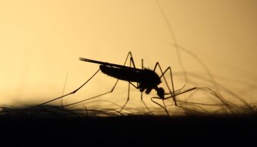Cómo prevenir el dengue en tiempos de la pandemia