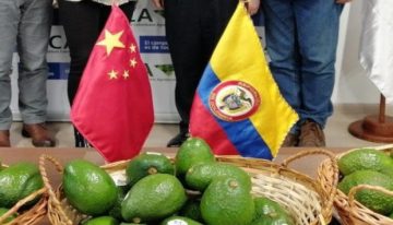 23 toneladas de aguacate Hass llegarán a China