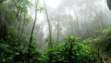 Deforestación en la Amazonía y sus implicaciones económicas