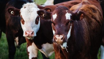 Estos son los protocolos de bioseguridad que debe cumplir el sector ganadero