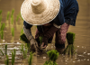 Dotarán de créditos a miles de pequeños y medianos agricultores