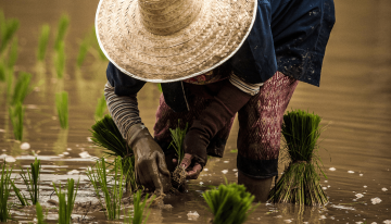 Dotarán de créditos a miles de pequeños y medianos agricultores