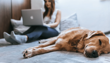 4 tips para mantener a tu mascota saludable en cuarentena