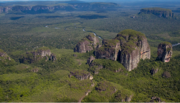 Reino Unido donó $288 mil millones para protección de bosques