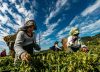 Perfil anti-exportador de Colombia se refleja en las Pymes