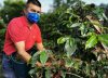 Comienza la recolección de la mayor cosecha cafetera en medio de la pandemia