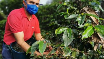 Comienza la recolección de la mayor cosecha cafetera en medio de la pandemia