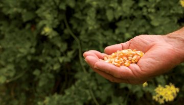 Duro debate entre científicos y el Congreso por prohibición de semillas transgénicas